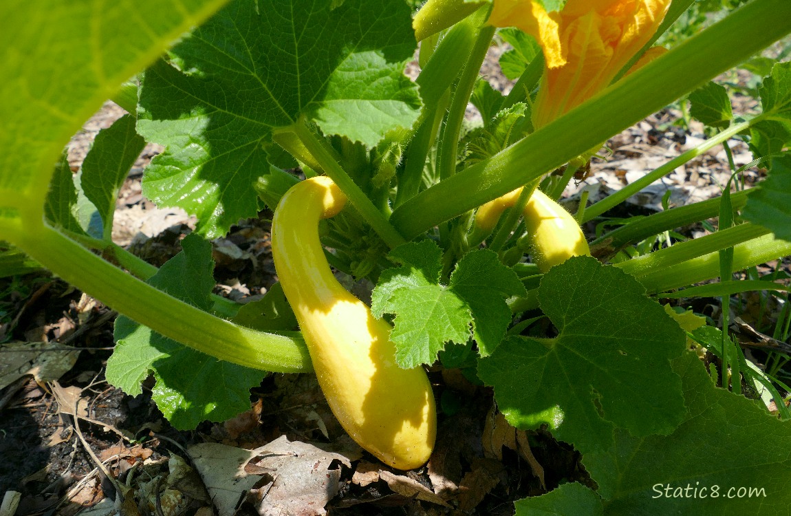 Squash growing on the plant