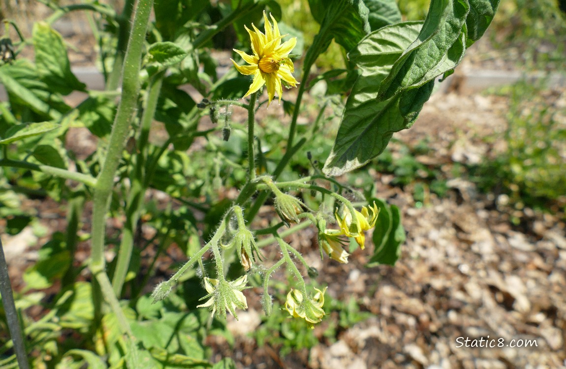 Tomato blooms on a plant