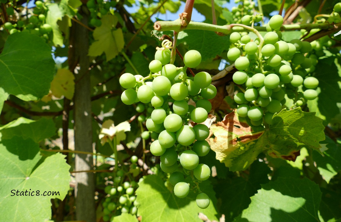 two bunches of green grapes growing on the vine