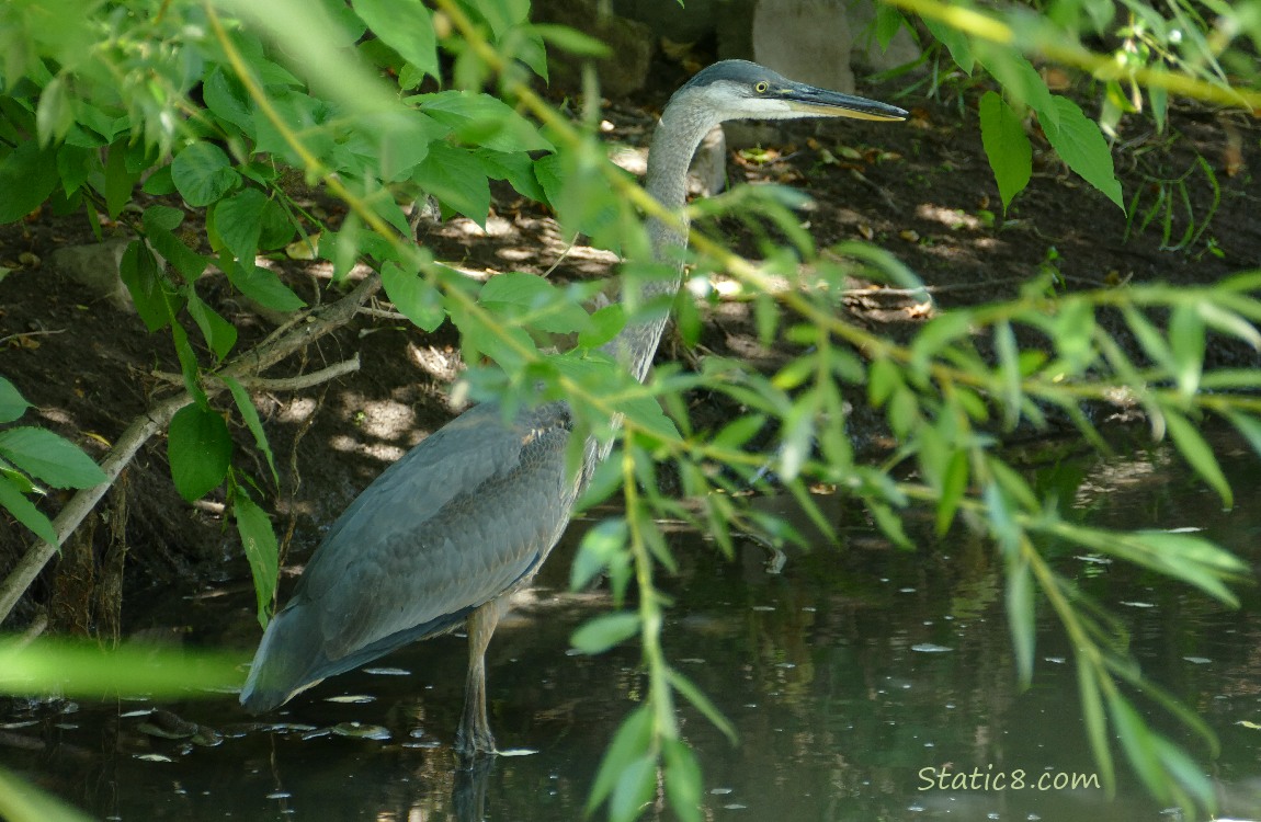 Great Blue Heron behind leaves standing in shallow water