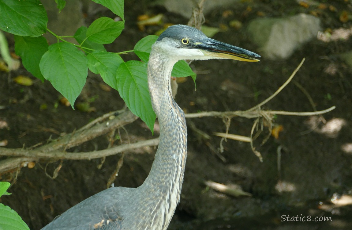 Great Blue Heron standing near the bank of the creek