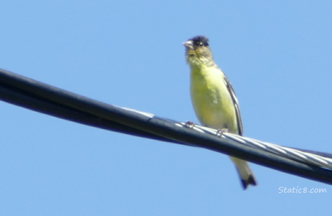 Lesser Goldfinch standing on a power line
