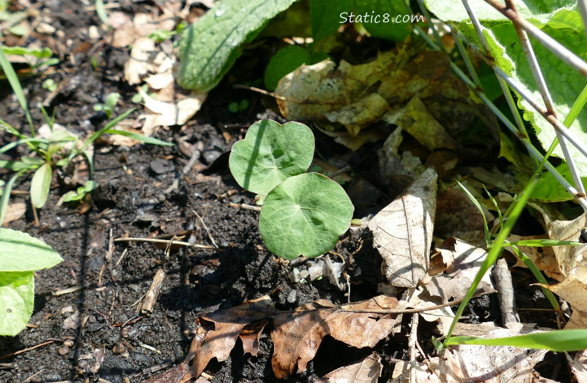 Nasturtium seedling growing in the ground