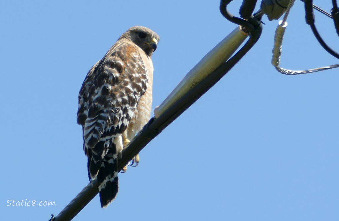 Red Shoulder Hawk standing on a power line, blue sky behind