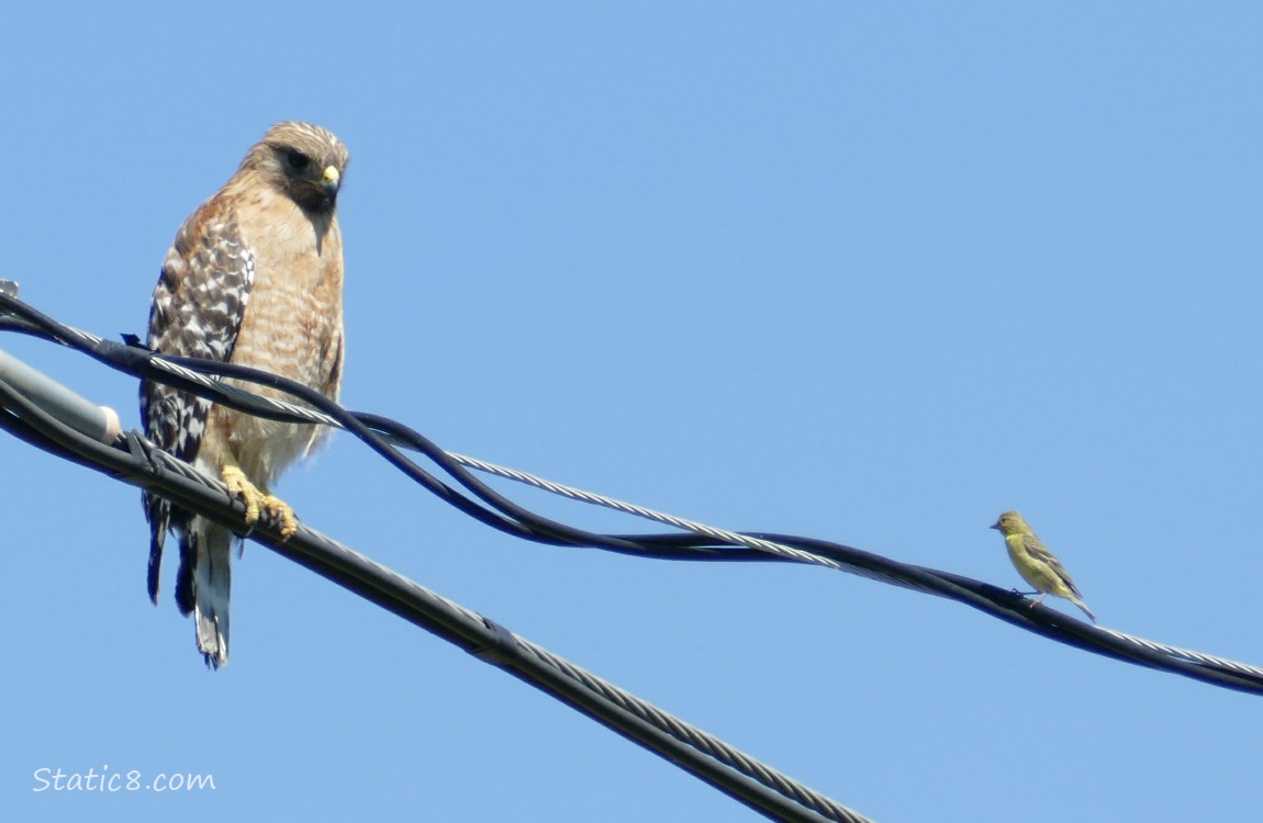 Red Shoulder Hawk standing on a power line with a Goldfinch standing nearby