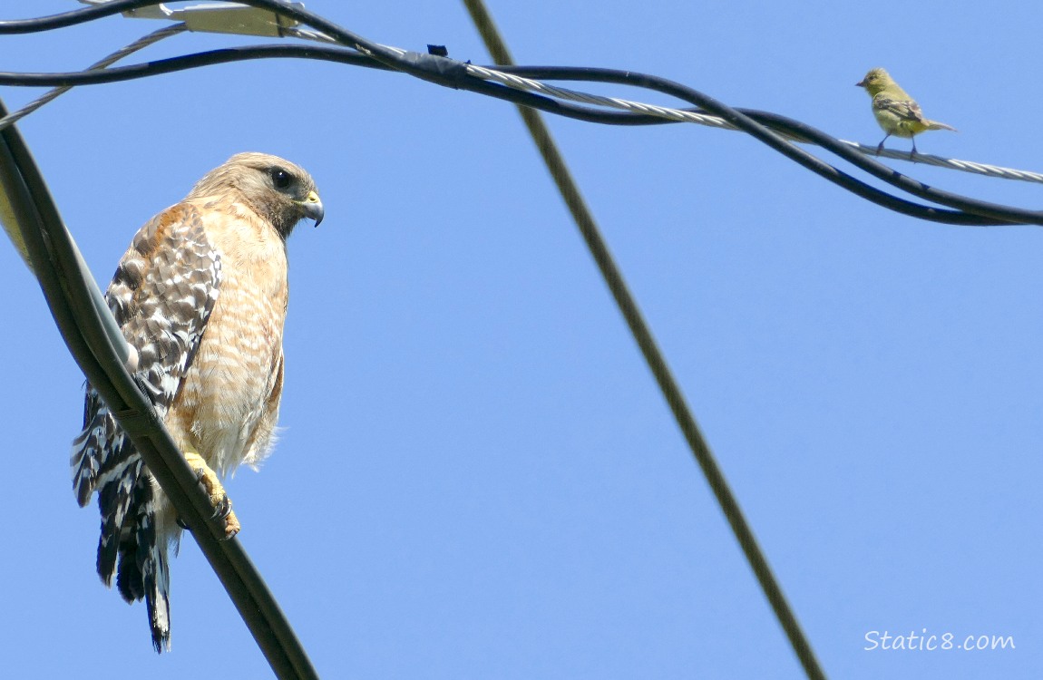 Red Shoulder Hawk standing on a power line with a Goldfinch standing nearby