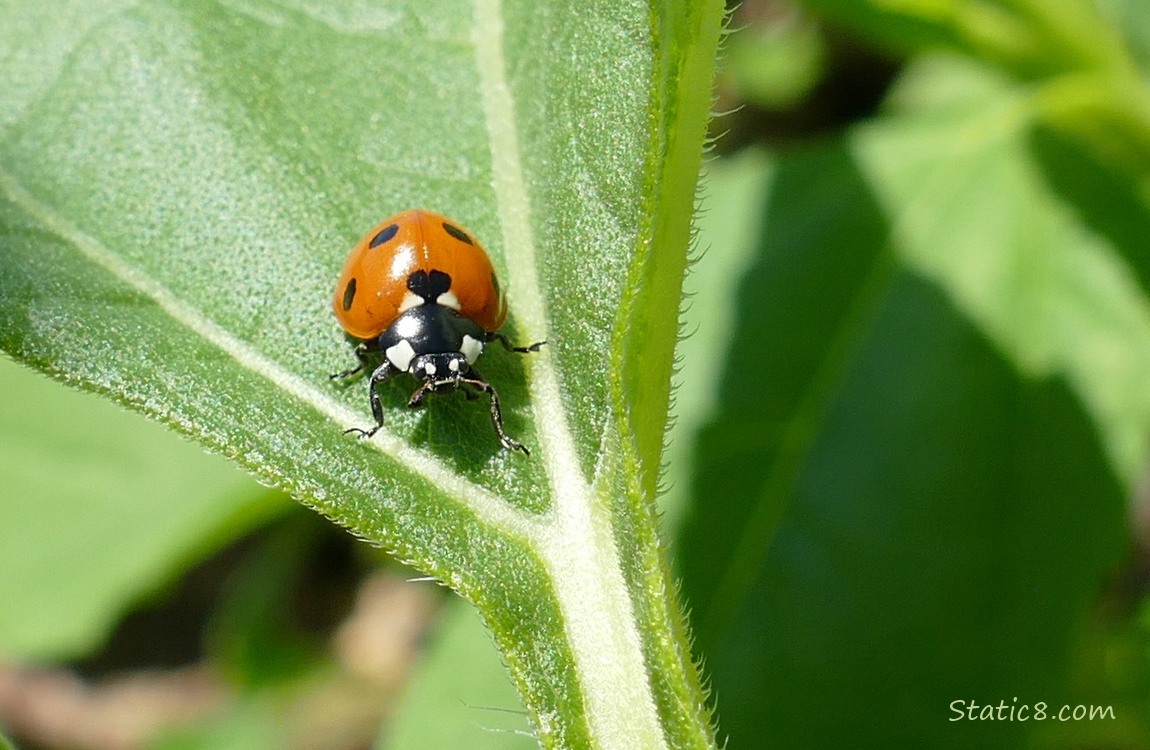 Ladybug on a green leaf