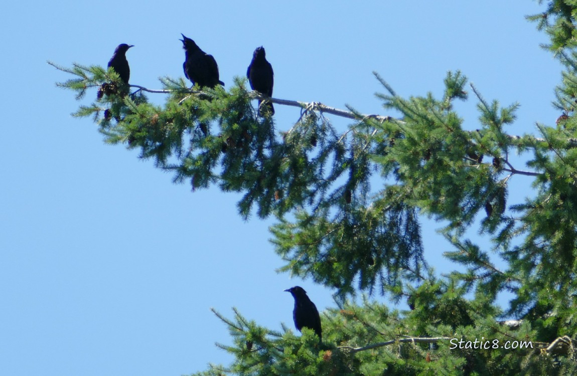 Crows in a fir tree
