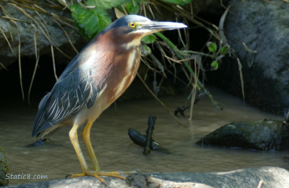 Green Heron standing on a rock in the creek