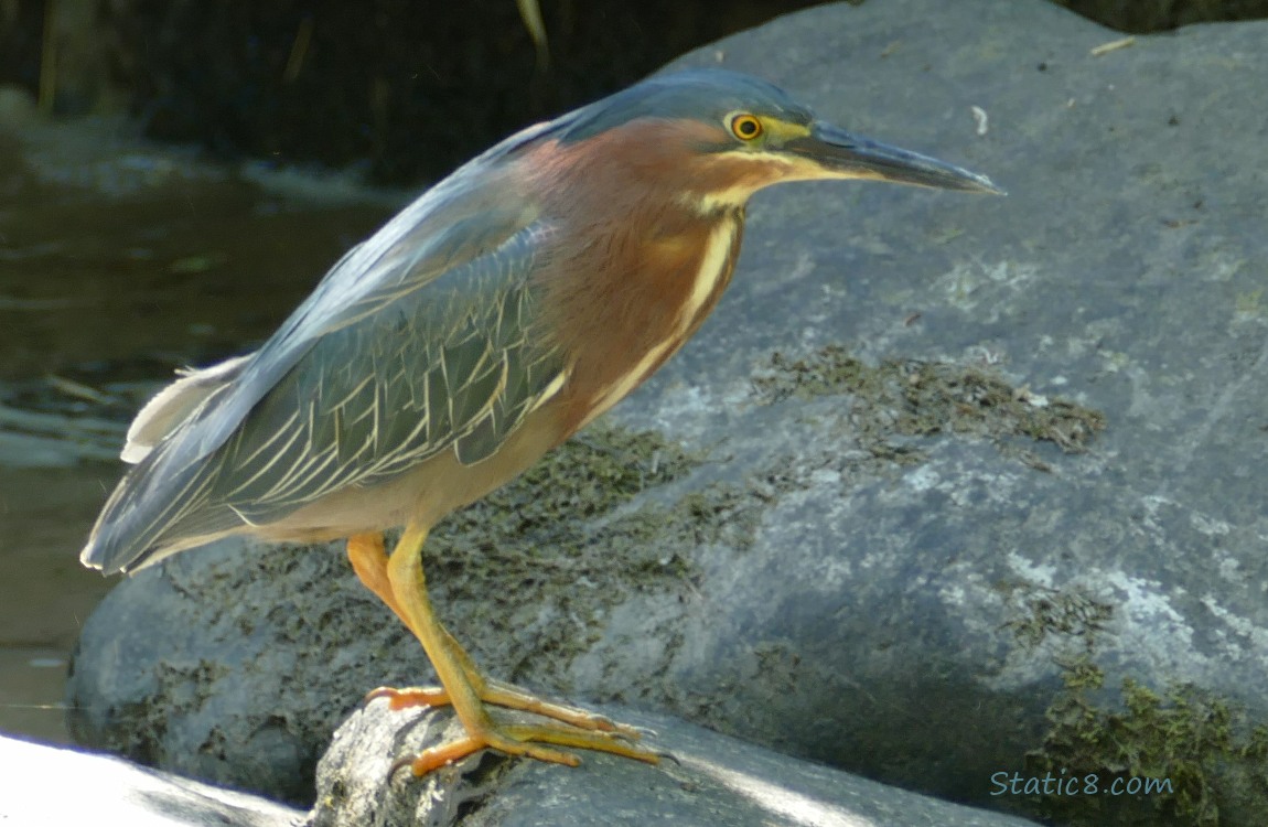 Green Heron standing on a rock in the creek