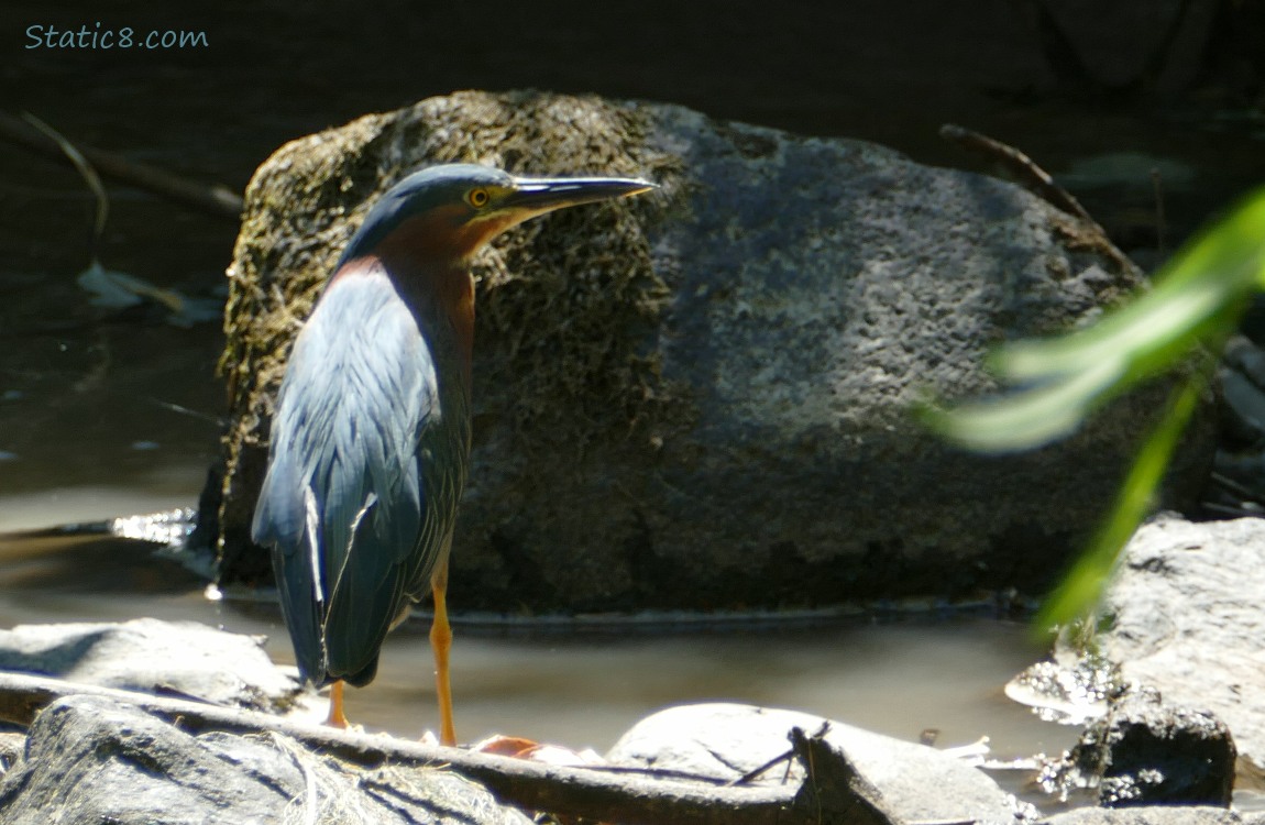 Green Heron standing amongst rocks in the creek