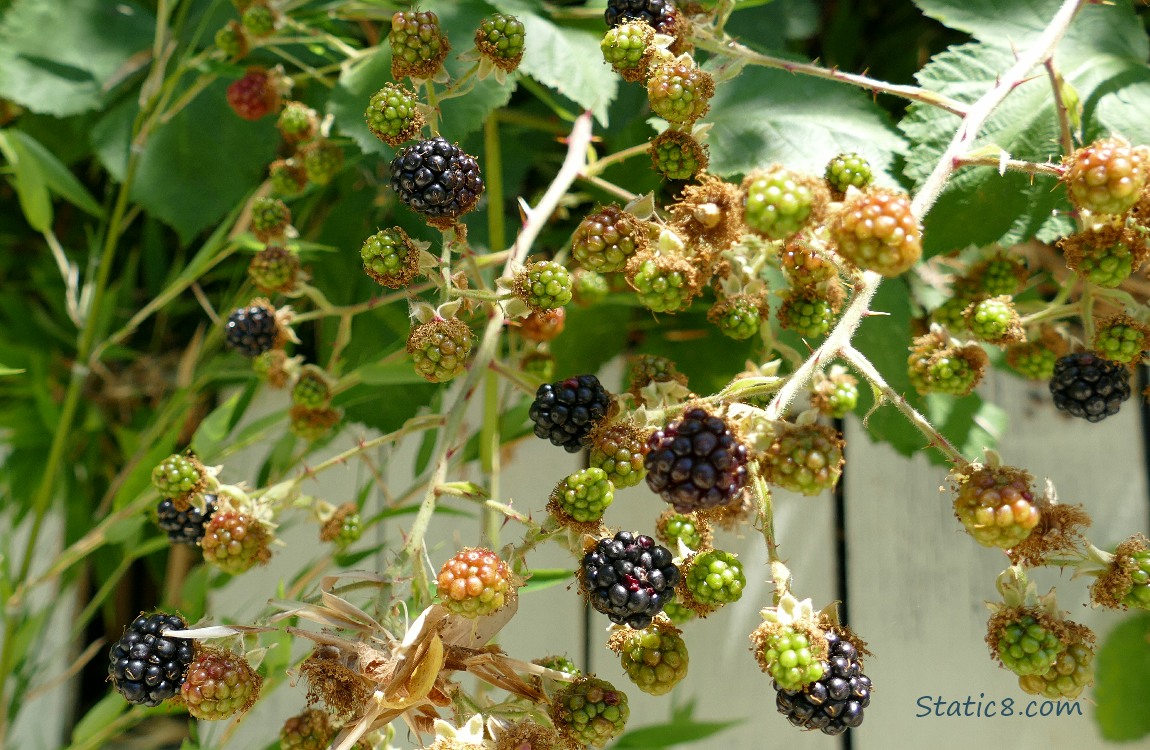 Blackberries ripening on the vines