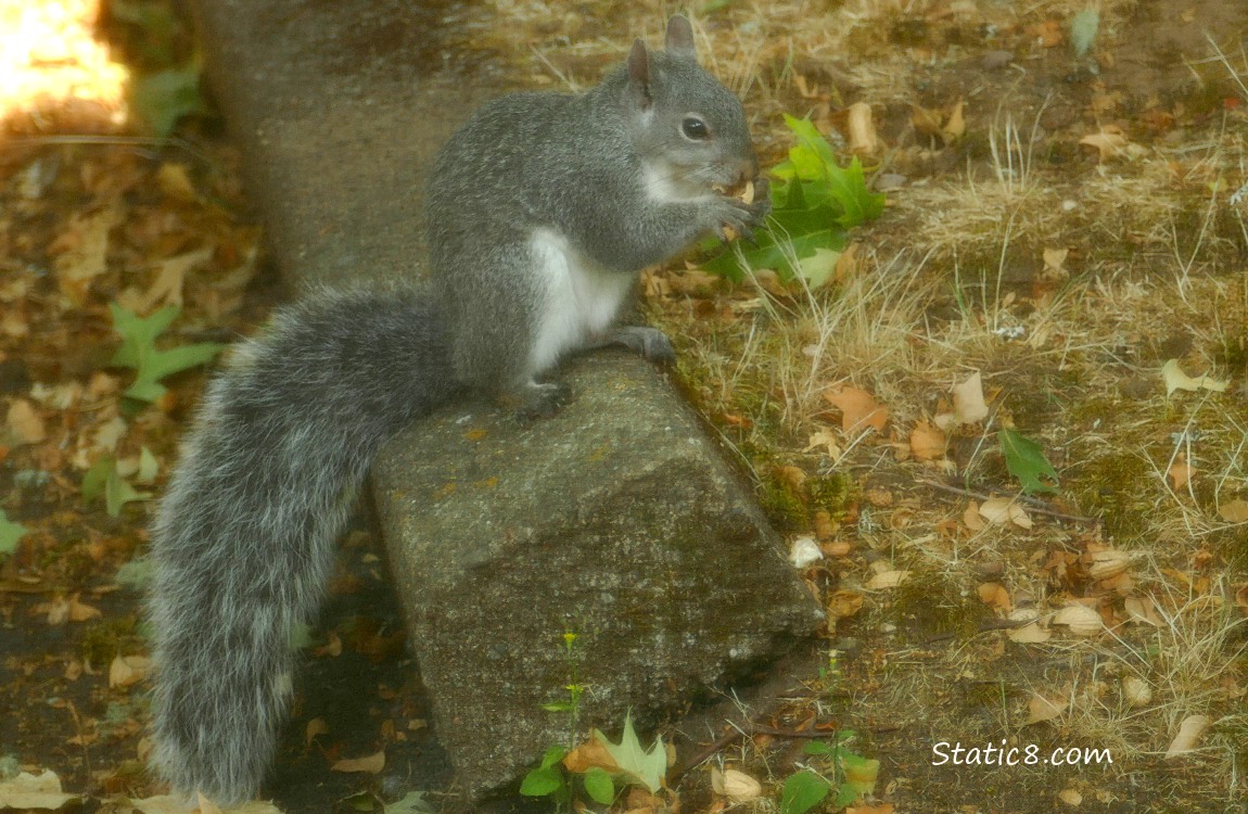 Western Grey Squirrel standing on a curb, eatting a nut