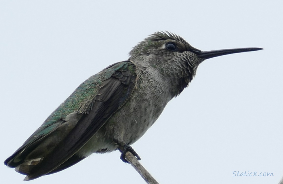 Anna Hummingbird standing at the end of a twig, grey sky behind