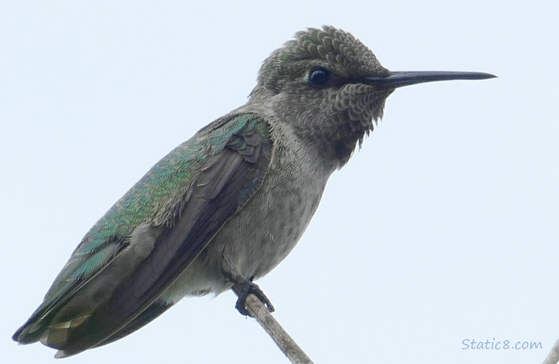 Anna Hummingbird standing at the end of a twig, grey sky behind