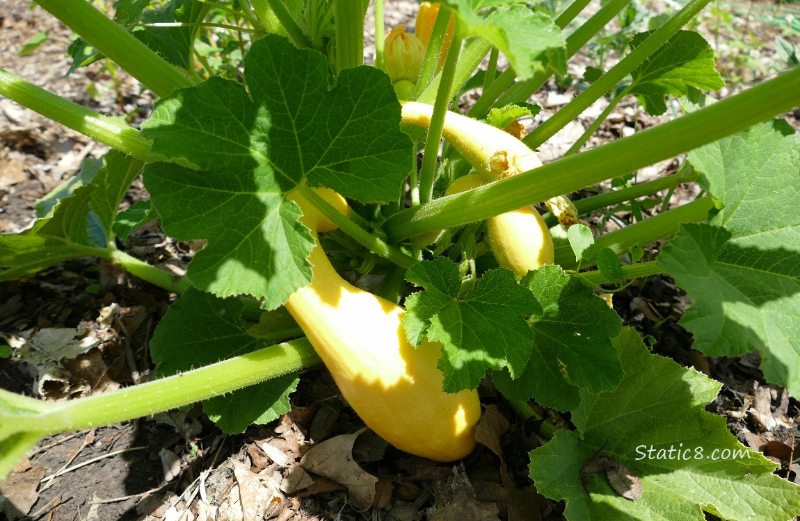 Several Crookneck fruits growing on the plant