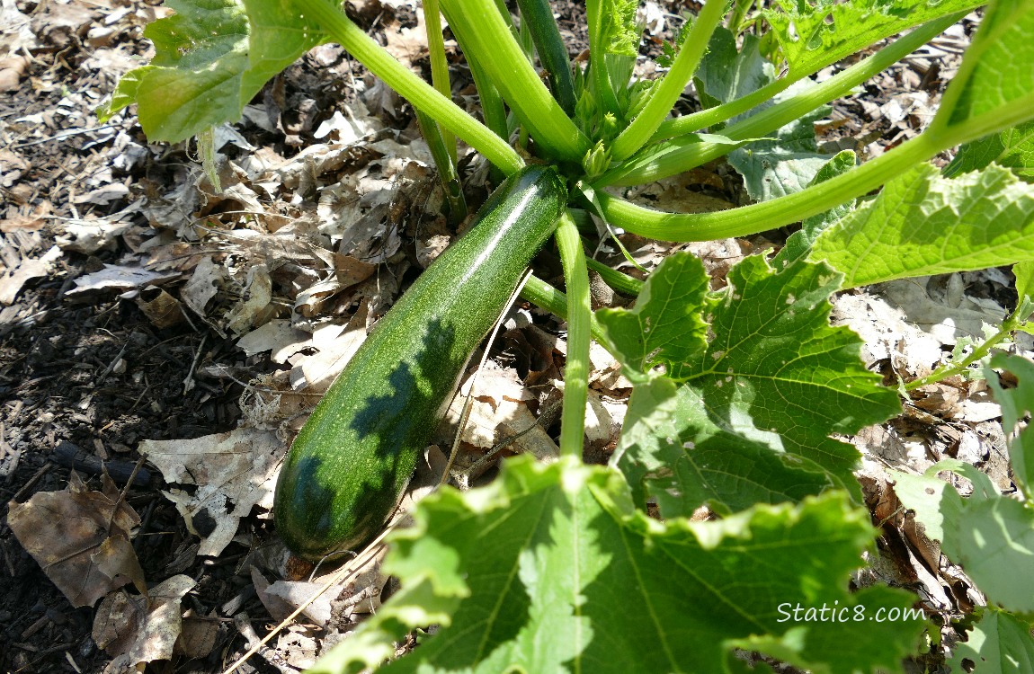 Green Zuchinni fruit growing on the plant