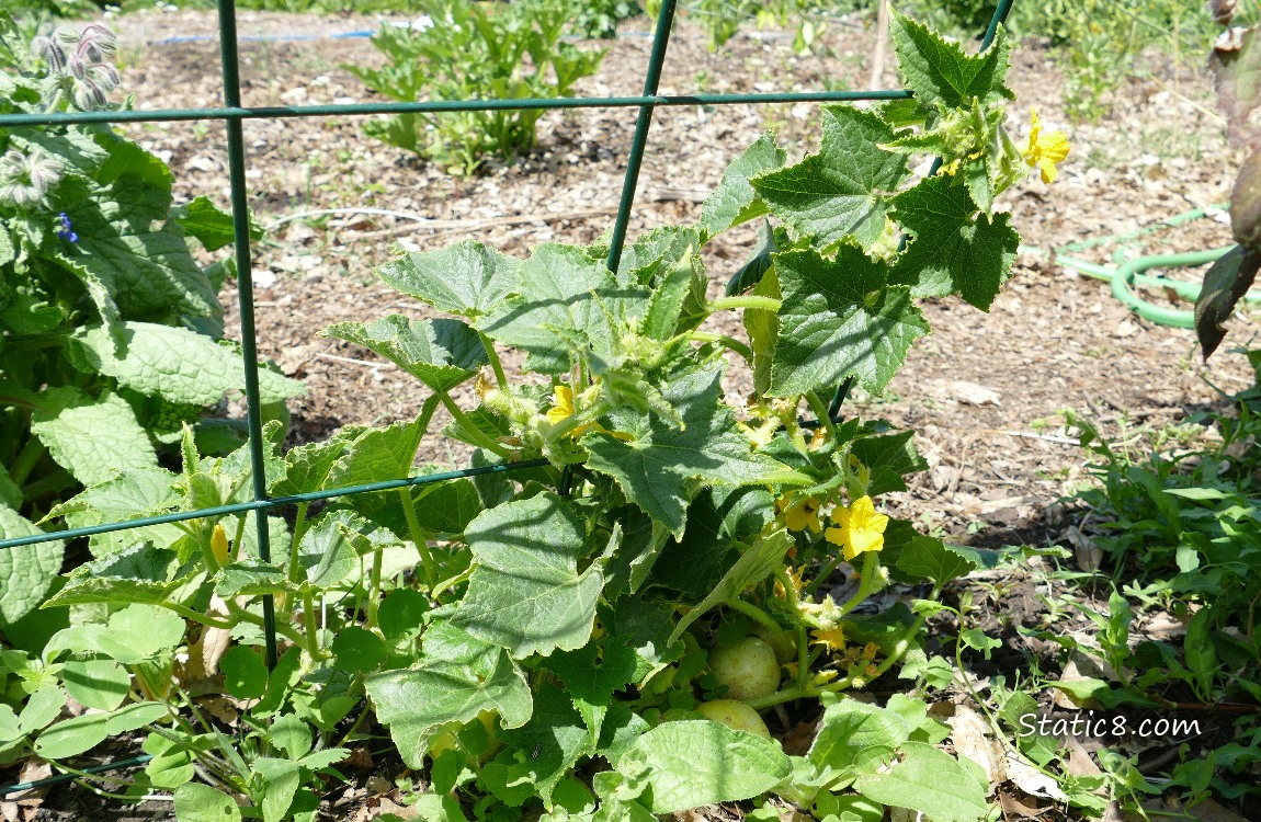 Cucumber plant climbing a wire trellis
