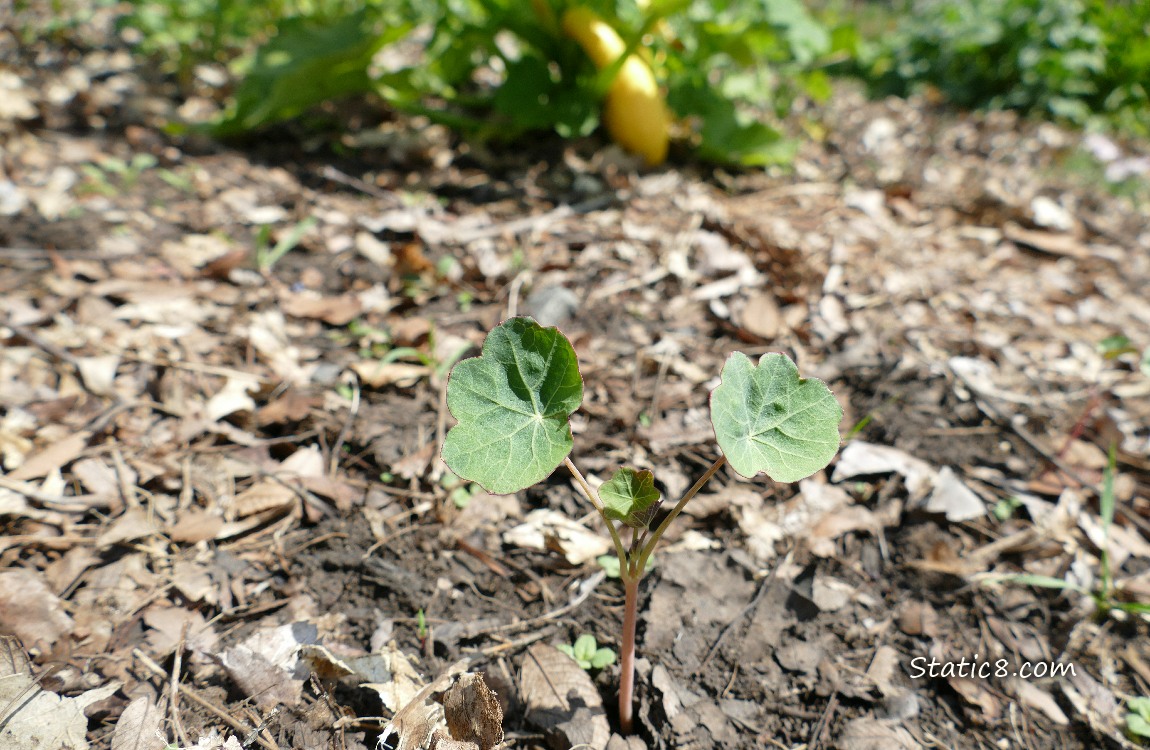 Nasturtium seedling