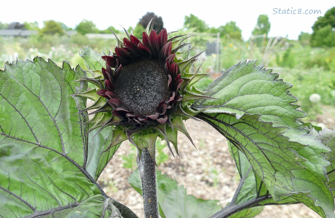 Dark red sunflower just starting to bloom