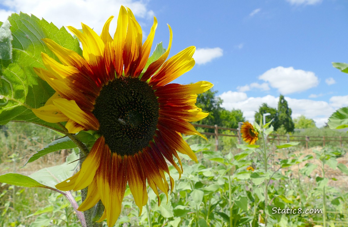 Sunflower bloom