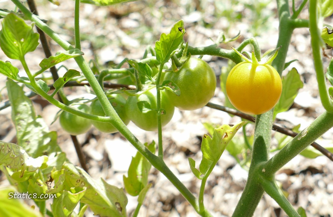 Ripening cherry tomatoes on the vine