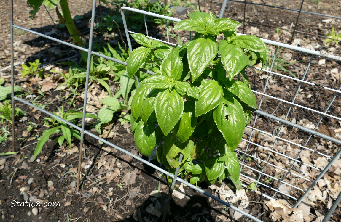 Basil plant under a wire trellis