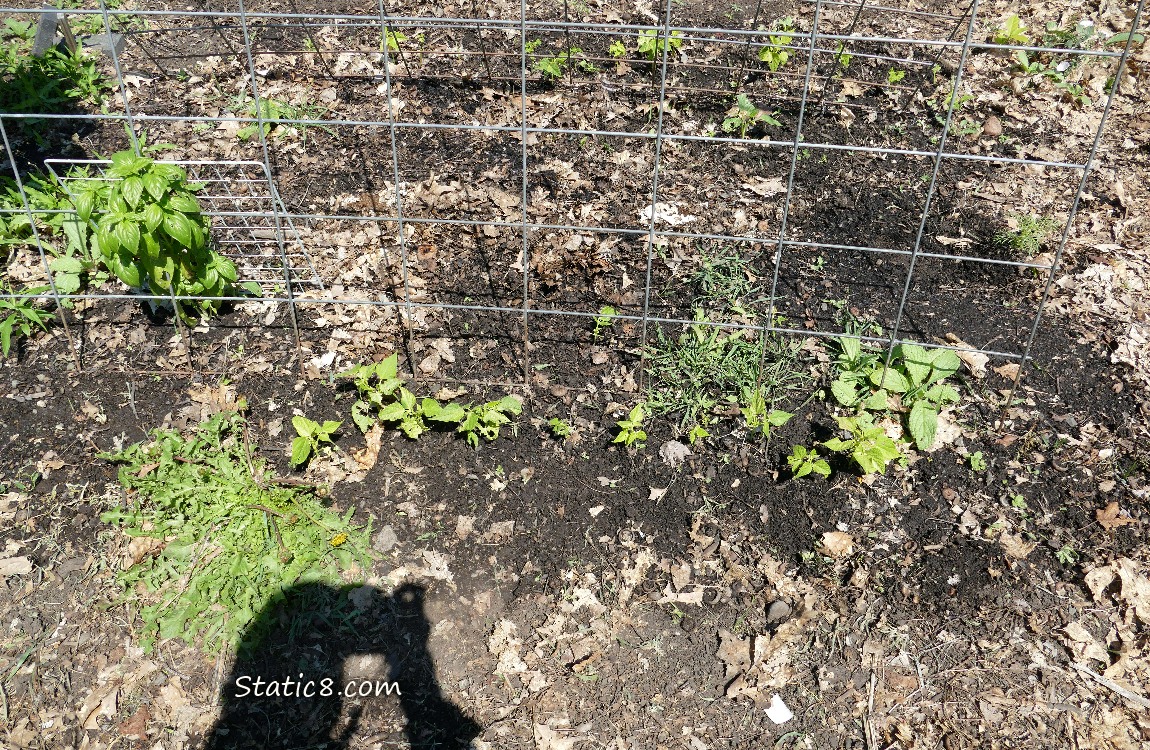 Basil and bean plants growing in the dirt