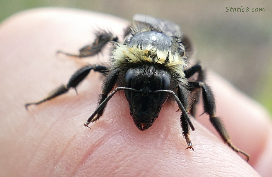 Bumblebee standing on a hand