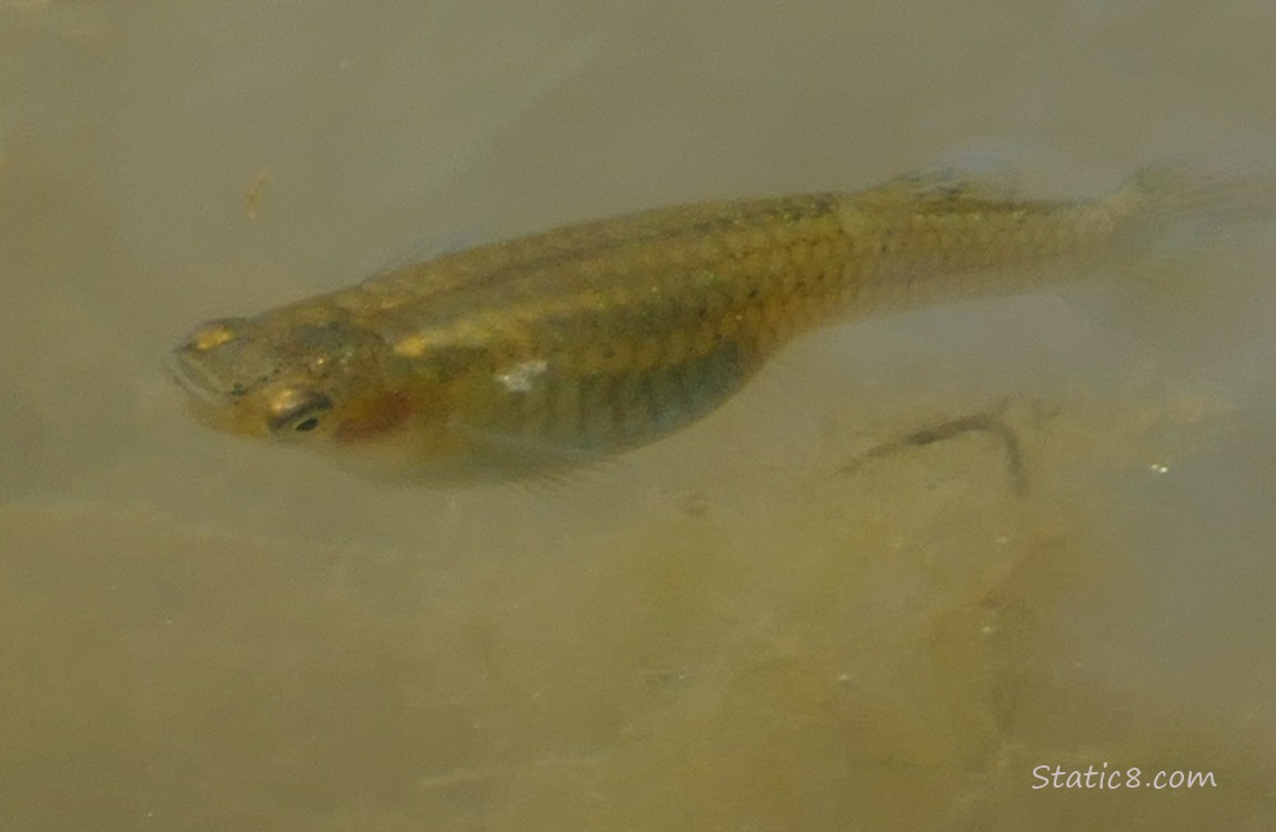 Close up of a Minnow swimming in water