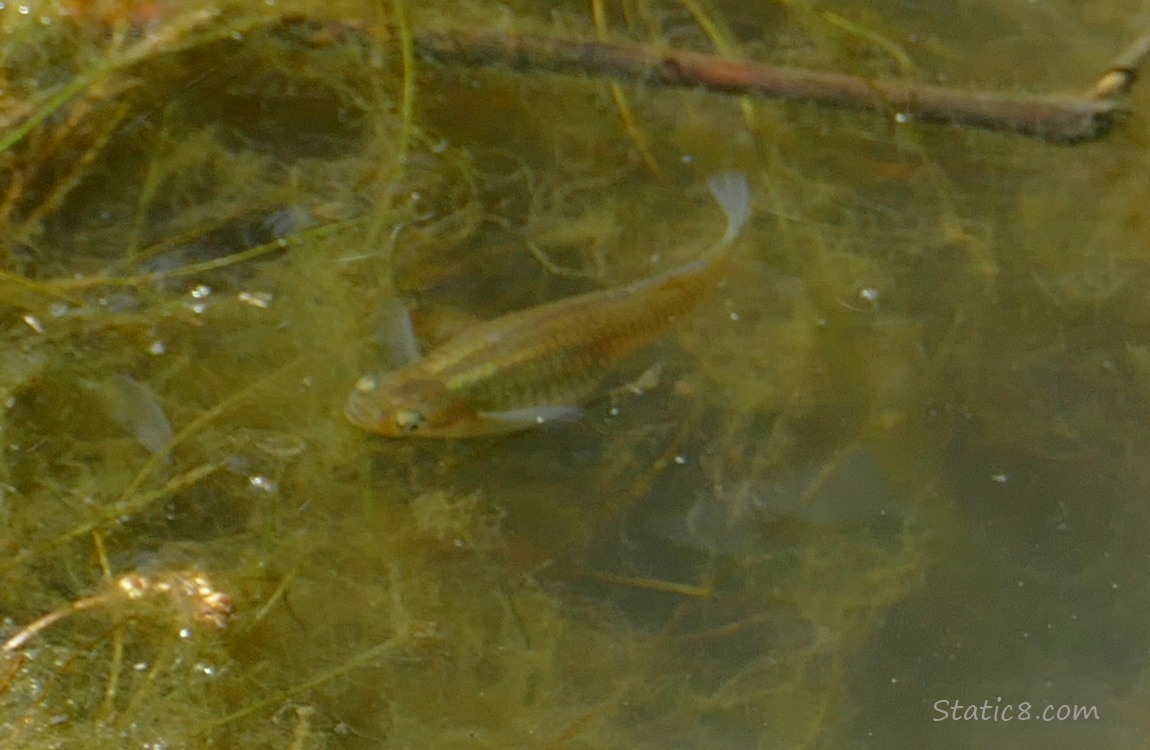 Minnow swimming in water, surrounded by lots of algea