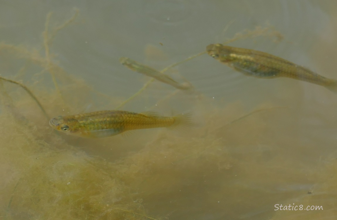 three minnows swimming in water