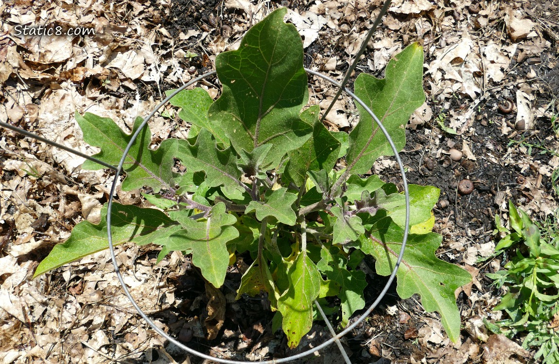 small aubergine plant growing under a tomato cage