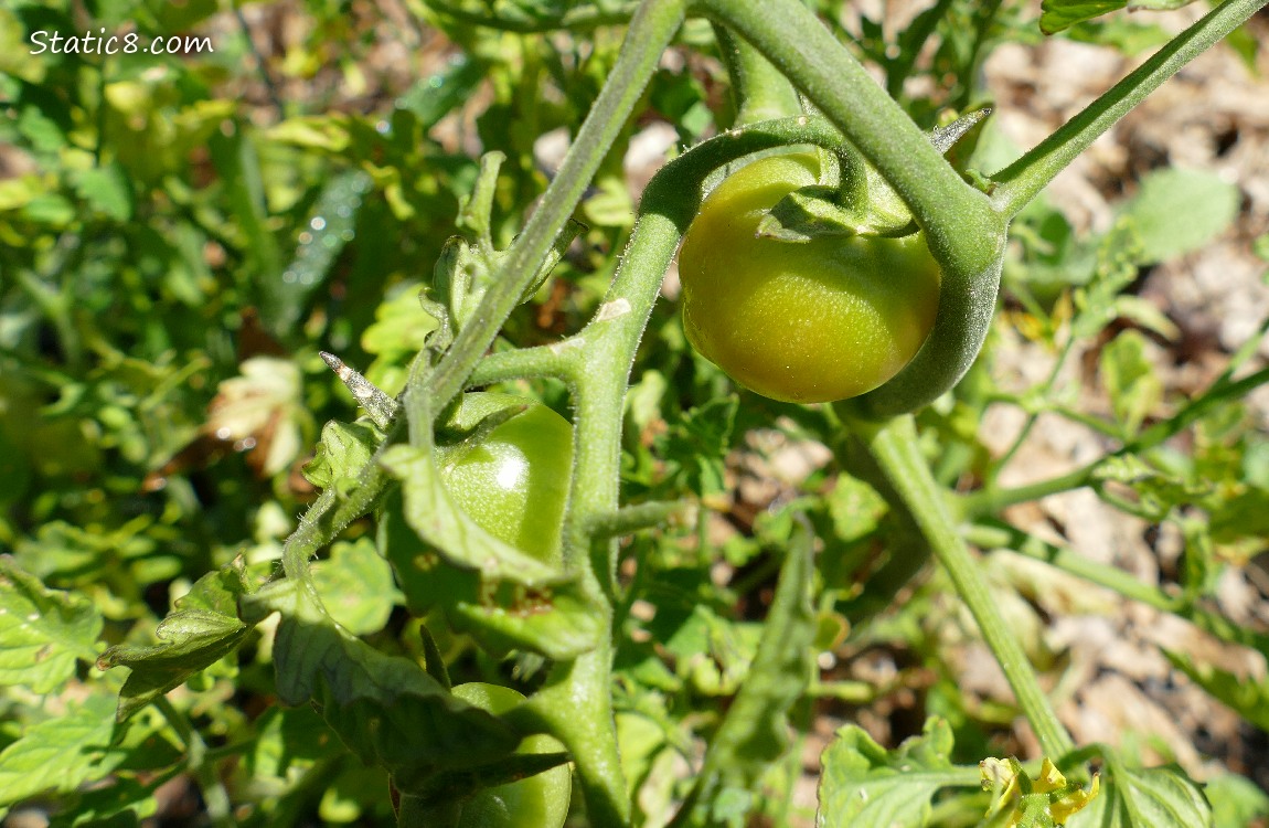 cherry tomatoes ripening on the vine