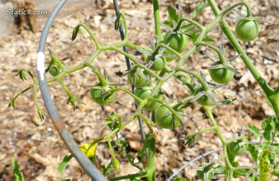 green cherry tomatoes growing on the vine