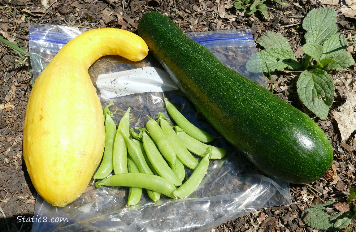 Harvested Crookneck, Green Zuchinni and some Snap Peas