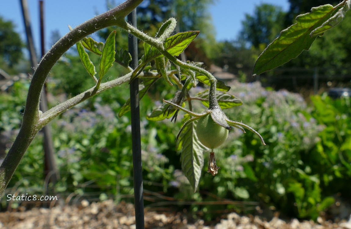small green tomato growing on the vine