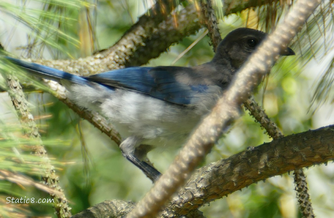 Scrub Jay fledgling standing behind a twig