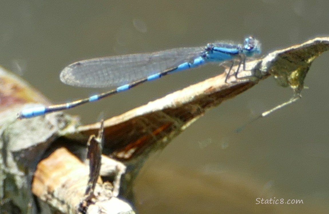 Damselfly standing on a twig in the water