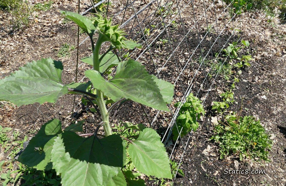 Sunflower next to a wire trellis with plants growing under it