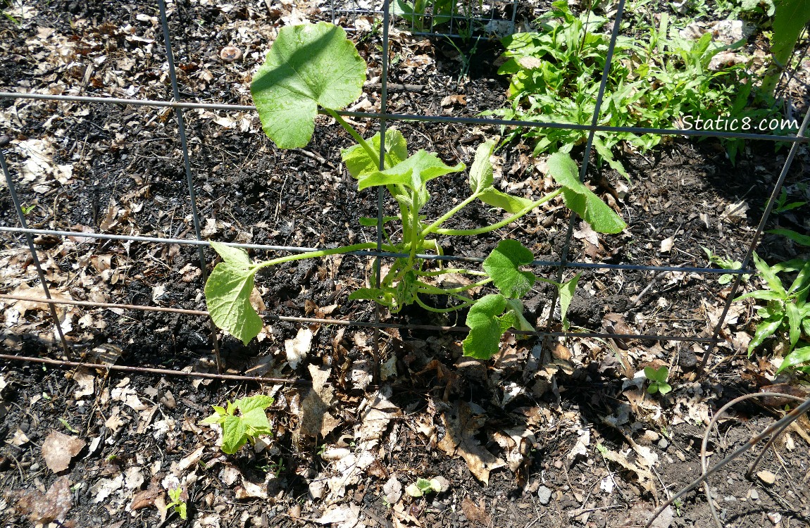 Squash plant under a wire trellis