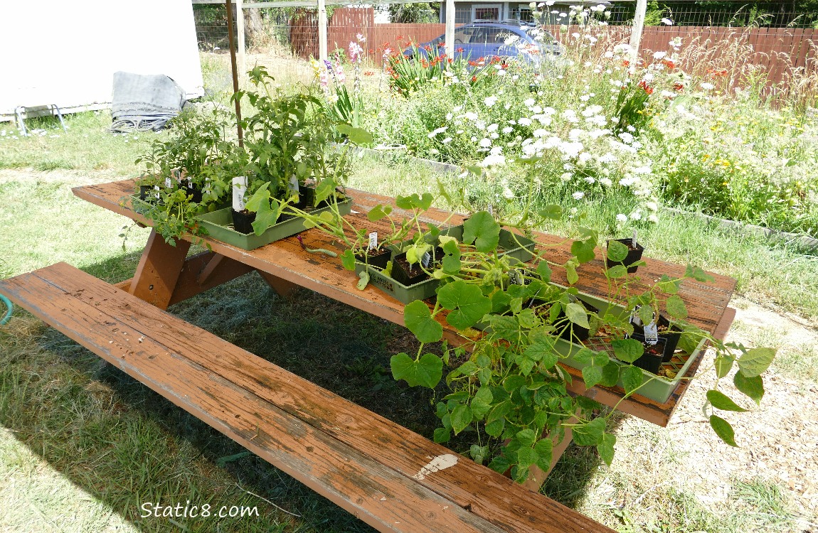 Veggie starts on a wood picnic table