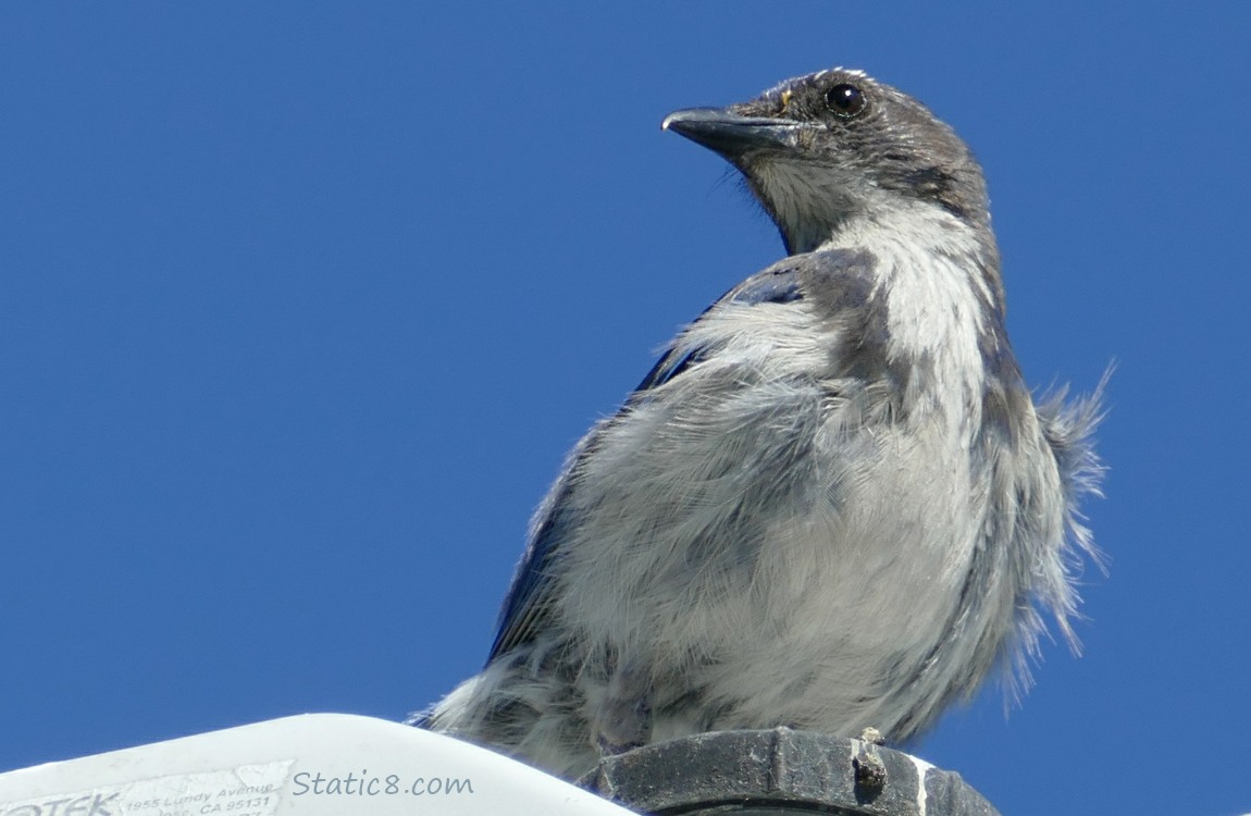 Juvenile Scrub Jay, up on a street lamp