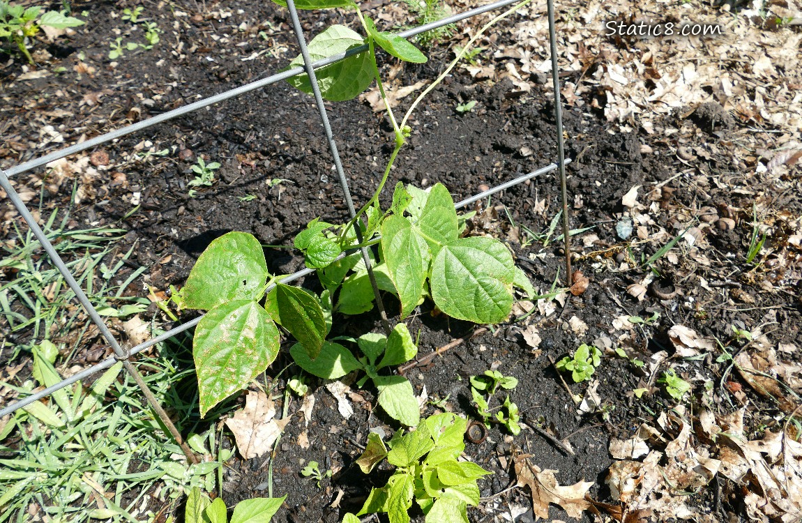 Bean plant under a wire trellis