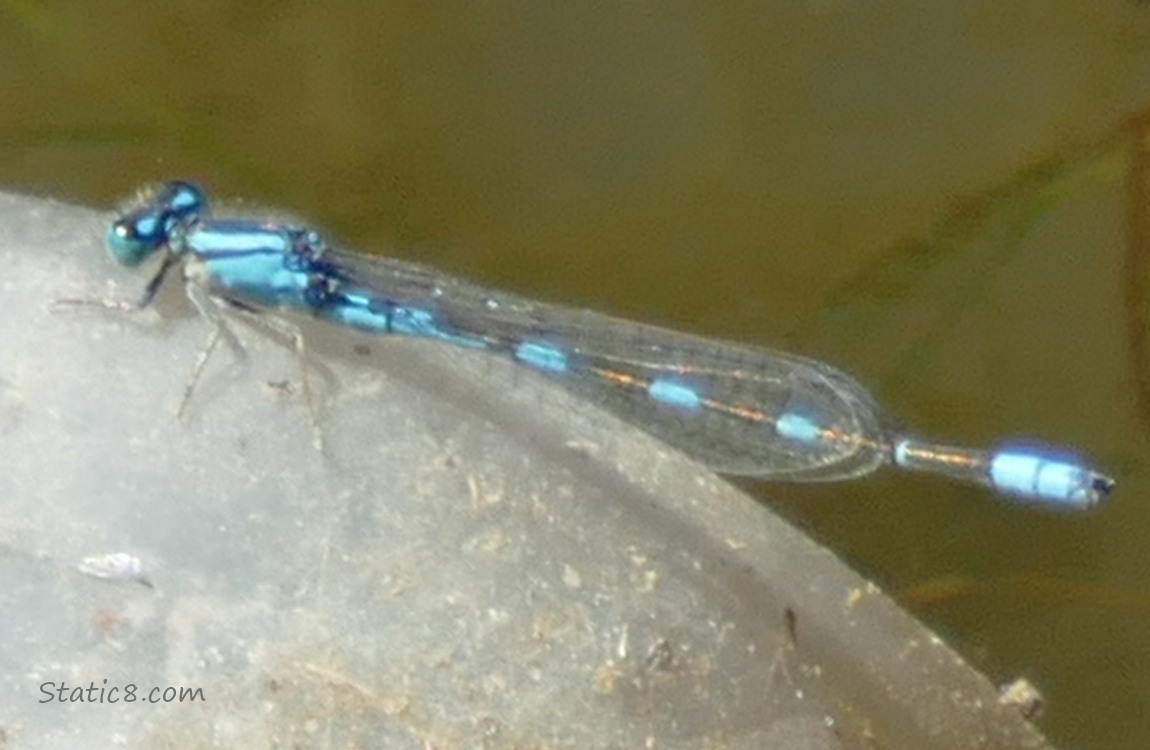 Damselfly