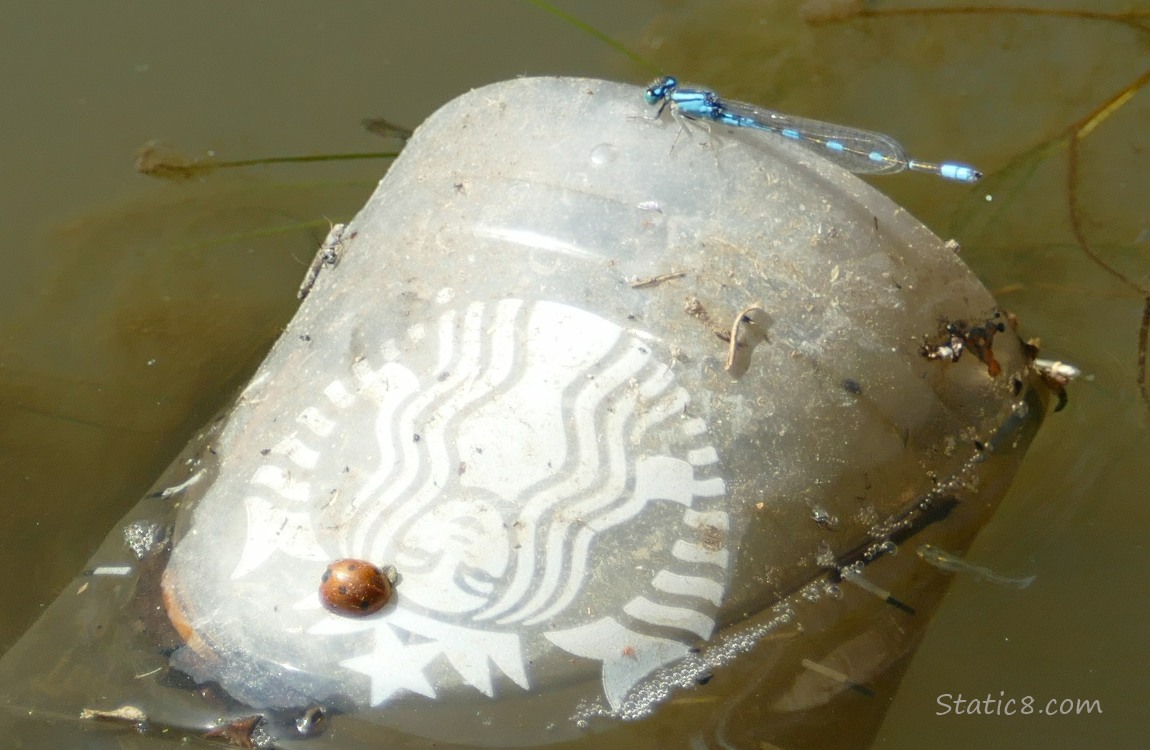 Damselfly standing on litter