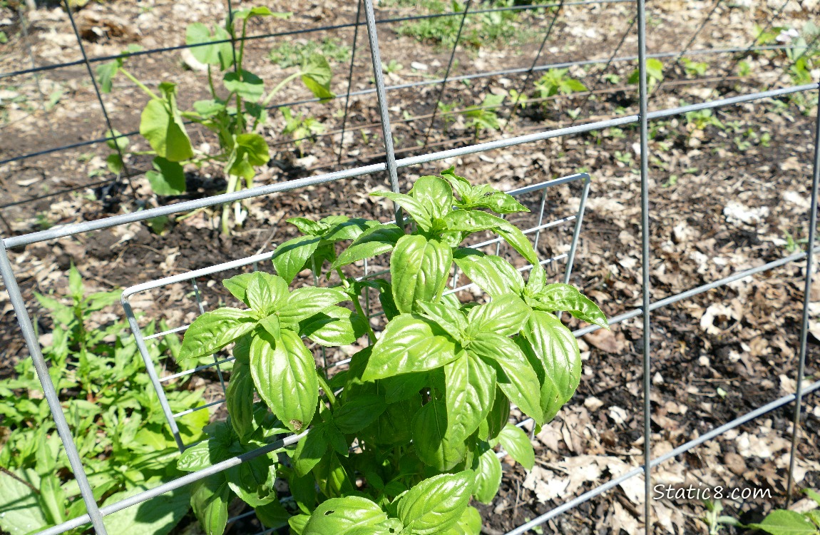 garden plants under a wire trellis