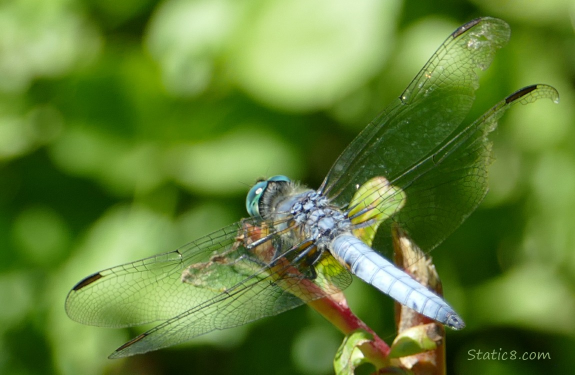 Close up of a Blue Dasher Dragonfly