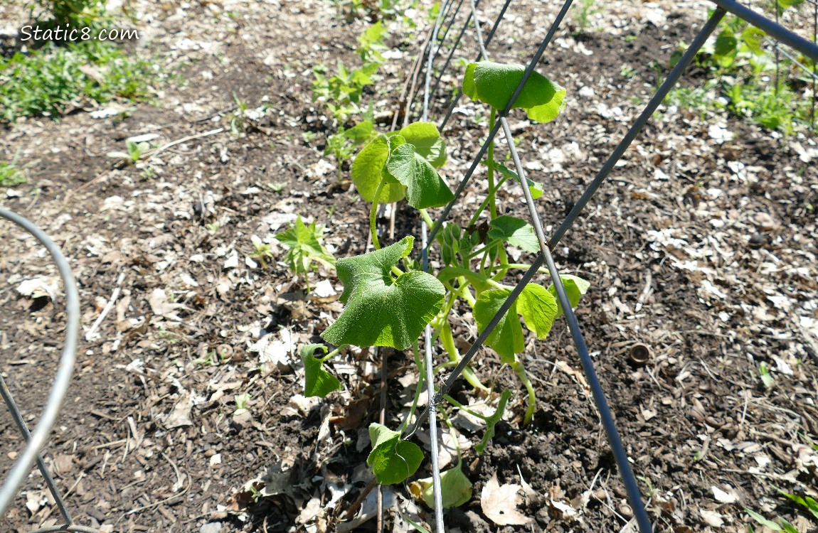 slightly wilted squash plant under a wire trellis