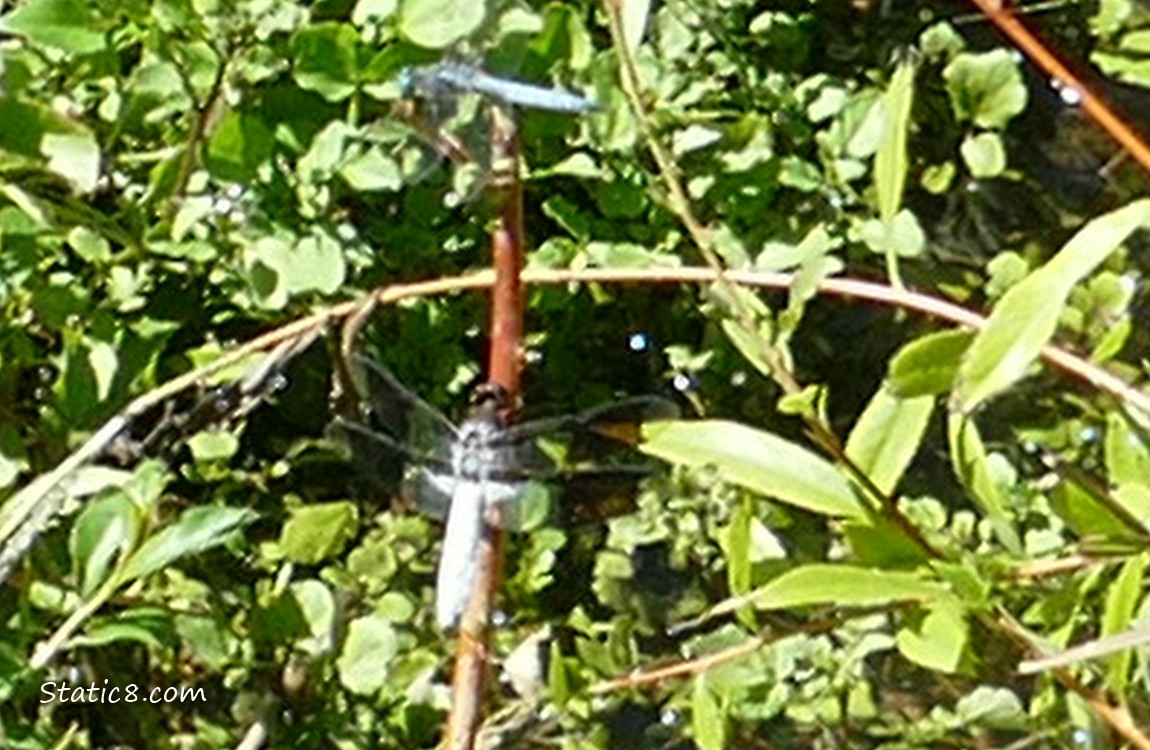 Two blurry dragonflies standing on a twig